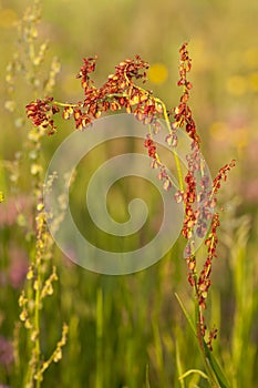 Flower sorrel