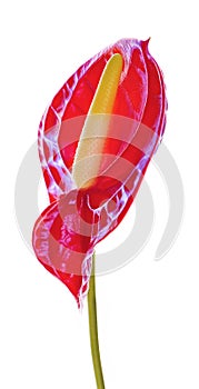 Flower, spadix ,Red anthurium flower isolated on white background