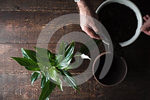 Flower Spathiphyllum, a bowl with the ground on the board