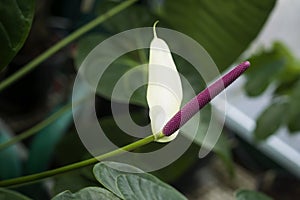 Flower spathiphyllum, decorative cob on long peduncle. Natural pattern, exotic botanical background