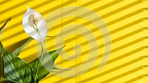 Flower spathiphyllum peace lilies flowering on yellow background with hard shadows