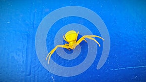 Flower spider looks like a crab