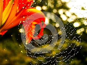 Flower and Spider Web