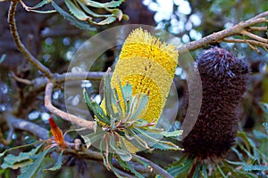 Flower spike abloom and faded of Banksia pilostylis endemic to Australia