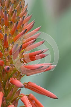 Flower spike of agave plant with reddish-orange flowers and buds