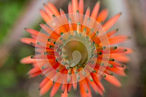 Flower spike of agave plant with reddish-orange flowers and buds