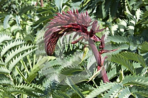 Flower spike of a melianthus major or giant honey flower bush photo
