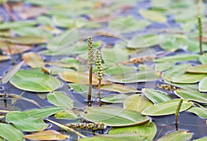 Broad-leaved pondweed