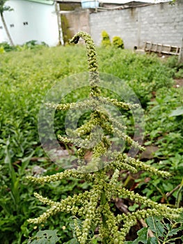 This is a flower from spinach, this plant only exists in Indonesia