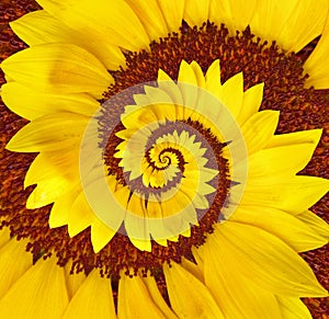 Flower Spiral