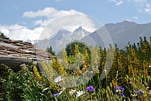 Flower splendor in the swiss alps