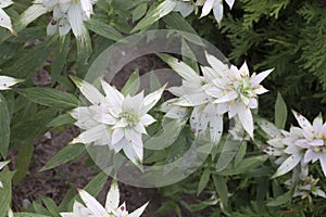 Flower - Spotted Beebalm