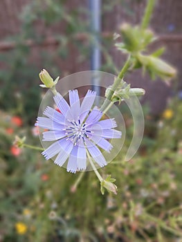 Flower in spring 020