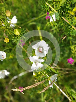 Flower in spring 050