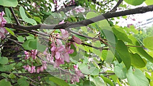 Flower - spring blooming fruit