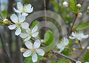 Flower, spring, blossom, tree, nature, white, apple, flowers, bloom, branch, cherry, garden, blooming, plant, green, macro, beauty