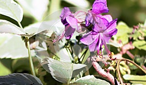 Flower in the spring