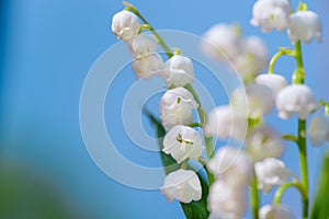 Flower Spring Lily of the valley Background Horizontal Close-up Macro shot.