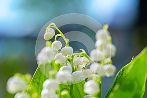 Flower Spring Lily of the valley Background Horizontal Close-up Macro shot. Bouquet of lilies of the valley in vase against blue s