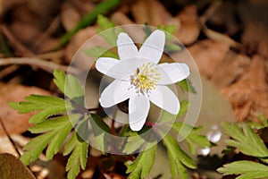 Flower in spring in the road to the winter station and spa Poiana Brasov.