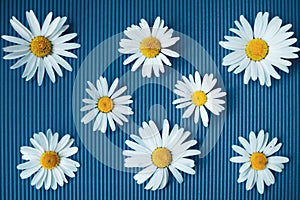 Flower spring summer pattern from daisy flowers on light blue