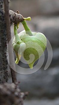 Flower srikaya tree photo