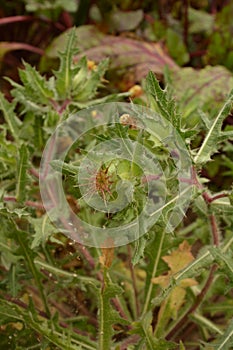 Flower of a St. Benedict`s thistle Cnicus benedictus.Fresh St. Benedict`s thistle plant close up