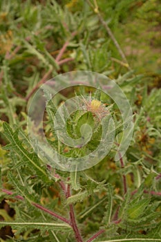 Flower of a St. Benedict`s thistle Cnicus benedictus.Fresh St. Benedict`s thistle plant close up