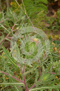 Flower of a St. Benedict`s thistle Cnicus benedictus.Fresh St. Benedict`s thistle plant close up