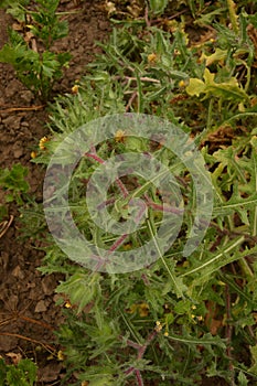 Flower of a St. Benedict`s thistle Cnicus benedictus.Fresh St. Benedict`s thistle plant close up