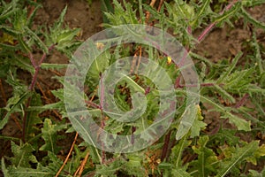 Flower of a St. Benedict`s thistle Cnicus benedictus.Fresh St. Benedict`s thistle plant close up