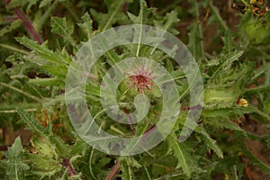 Flower of a St. Benedict`s thistle Cnicus benedictus.Fresh St. Benedict`s thistle plant close up