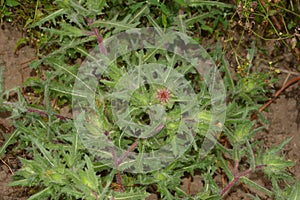 Flower of a St. Benedict`s thistle Cnicus benedictus.Fresh St. Benedict`s thistle plant close up