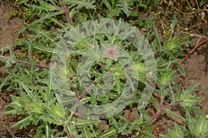 Flower of a St. Benedict`s thistle Cnicus benedictus.Fresh St. Benedict`s thistle plant close up