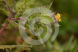 Flower of a St. Benedict`s thistle Cnicus benedictus.Fresh St. Benedict`s thistle plant close up