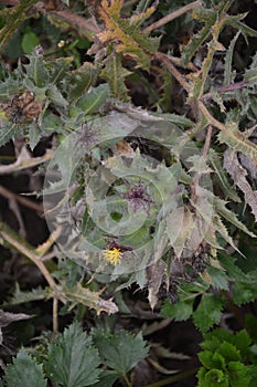 Flower of a St. Benedict`s thistle Cnicus benedictus.Fresh St. Benedict`s thistle plant close up