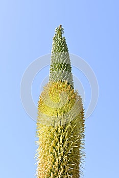 Impressive high flower stalk on Agave titanota plant photo
