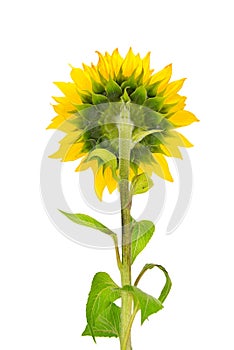 Flower and stalk sunflower isolated on white. Back view.