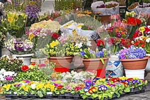 Flower stall at Campo de Fiori Market