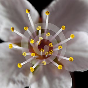 Flower Stamen