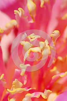 Flower stamen