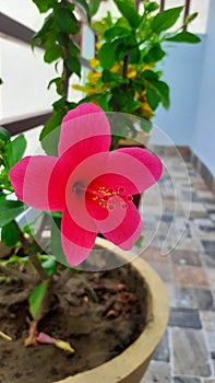 Flower Stamen Bokeh Effect macro photography outdoor lighting pink flower beautiful color balcony garden pots plant