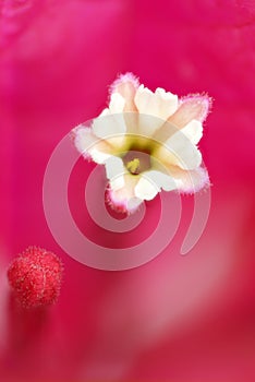 Flower and stamen Bouganvillea glabra. Background, macro.