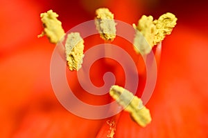 Flower stamen macro