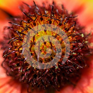 Flower stamen and pistil