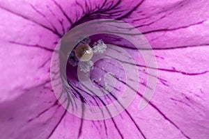 Flower with stamen in the wild