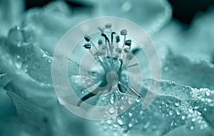 Flower with stamens close-up in trend color Tidewater green in water drops. Abstraction, natural background