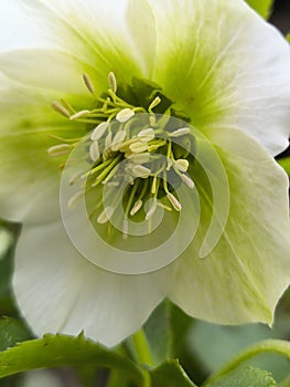 FLOWER WITH STAMENS gree