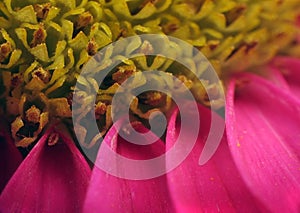 Flower Staminas and Petals Extreme macro