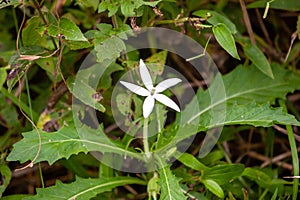 Flower of a Star of Bethlehem or madamfate, Hippobroma longiflora